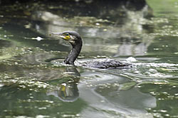 Cormorant