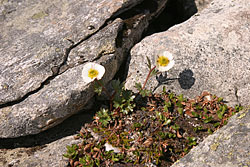 Ranunculus glacialis