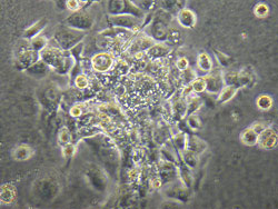 The effects of nanoparticles are being tested on human cell cultures The effects of nanoparticles are being tested on human cell cultures