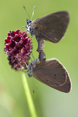 Dunkler Wiesenknopf-Ameisenbläuling Dunkler Wiesenknopf-Ameisenbläuling
