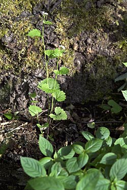 Garlic mustard Garlic mustard