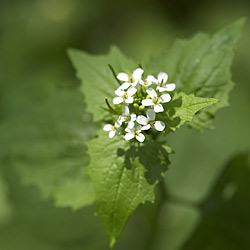 Blossoms of Garlic mustard