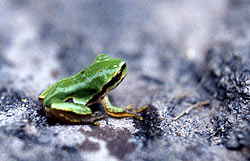 Portugiesischer Laubfrosch