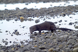 Der Nordamerikanische Mink Der Nordamerikanische Mink