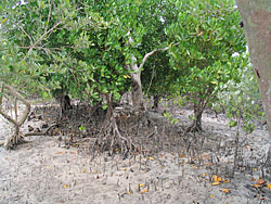Mangroven zu Reinigung von Abwässern