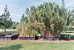 Mit Pfahlrohr (Arundo donax) bepflanzter Vertikalfilter Mit Pfahlrohr (Arundo donax) bepflanzter Vertikalfilter
