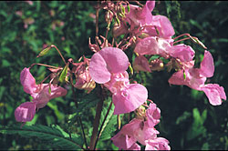 The Himalayan Balsam