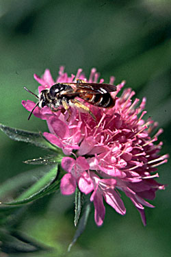 Andrena hattorfiana - Knautien-Sandbiene