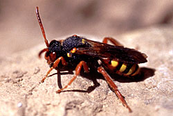 Nomada bifasciata - Weibchen einer Wespenbiene