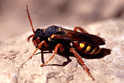 Nomada bifasciata - Weibchen einer Wespenbiene Nomada bifasciata - Weibchen einer Wespenbiene
