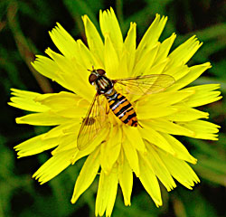 Die Schwebfliege Episyrphus balteatus