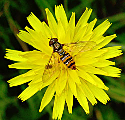 Die Schwebfliege Episyrphus balteatus