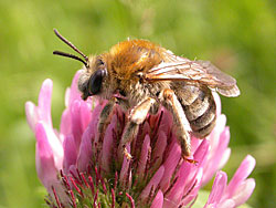 Die Langhornbiene (Eucera nigrescens) auf einer Kleeblüte.