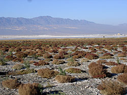 Salty areas in the Chinese Taklamakan desert