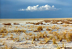 Salt-crusts Etosha Pan, Namibia