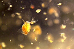 Bioindicators Water Fleas