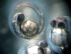 Bioindikatoren Fischeier Bioindikatoren Fischeier