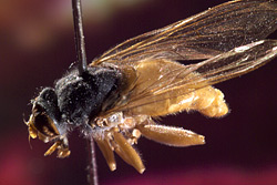 Die Brachyopa silviae Die Brachyopa silviae
