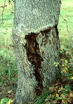 Typische Altholzstrukturen als Lebensraum von Brachyopa silviae