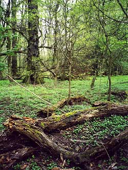 The type locality: nature reserve Saalberghau