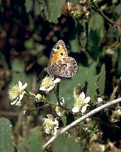 Gefährdete Schmetterlingsart, Rostbinde (Hipparchia semele)