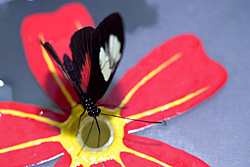 Schmetterling im Tropenhaus