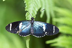 Schmetterling im Tropenhaus