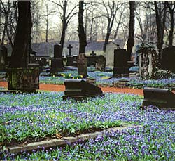 Der Stadtgottesacker mit einem blauen Teppich aus blühenden Blausternen