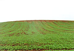 Open agricultural fields