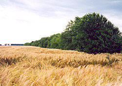 Linienstrukturelemente in der Agrarlandschaft Linienstrukturelemente in der Agrarlandschaft