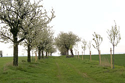 Cherry trees