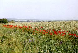 Field margin with weeds