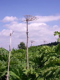 Giant hogweed