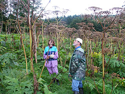 Height of a giant hogweed of up to 4 metres