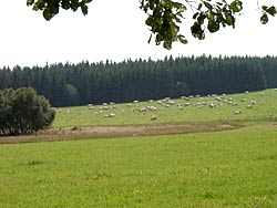 Agricultural land use or grazing as control measures against giant hogweed