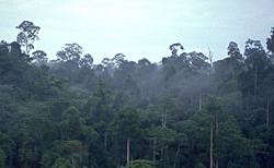 Tropenwald Tropenwald