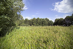 Marsh area near Leipzig