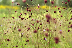 Der Große Wiesenknopf Der Große Wiesenknopf