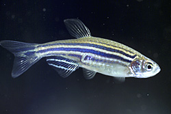 The zebrafish