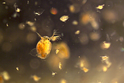 Daphnia test