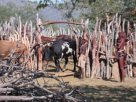 Traditionelle Rinderhaltung der Ova Himba