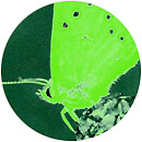 Illustration Illustration
