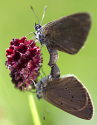 Ameisenbläuling, Maculinea nausithous Ameisenbläuling, Maculinea nausithous