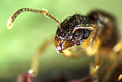 Ameisenart Myrmica rubra