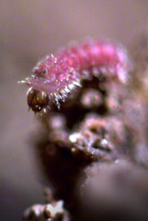 Raupe des Maculinea-Schmetterlings Raupe des Maculinea-Schmetterlings