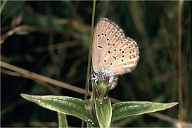 Maculinea Maculinea