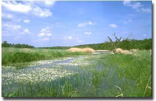 Flussaue Flussaue