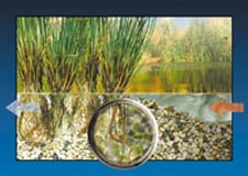 Phytoremediation Phytoremediation