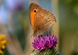 Butterfly Maniola jurtina Butterfly Maniola jurtina)