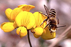 Pollination of plants through bees